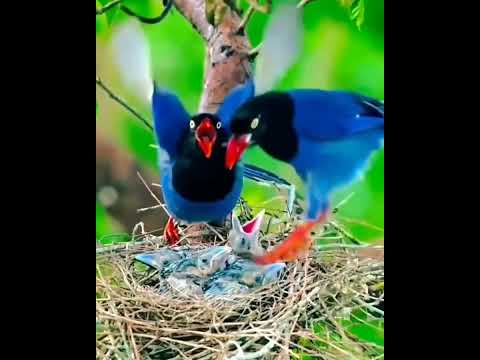 #trending #viral #follow #reels #indian #birds #birdslover #birdsounds #mother #shorts #shortvideos