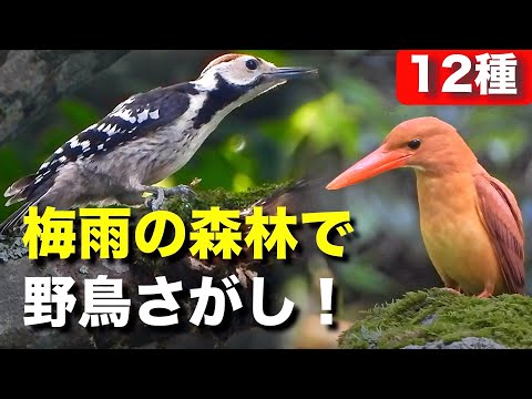 野鳥の親子やアカショウビンも発見！？