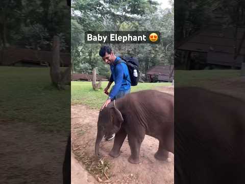 Cutest baby elephant of Thailand🐘 #elephant #chiangmai #thailand