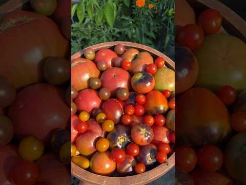 Tomato harvest 🍅🌿#urbangardening #nycgarden