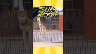 犬さんの動画見て笑ったら寝ろwww　#動物　#笑える　#おもしろ動画