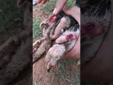 chicken wounded treatment