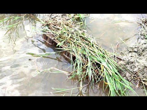 বাঁশের ঘুনি দিয়ে মাছ ধরা দেখুন | Amazing Fishing Video village