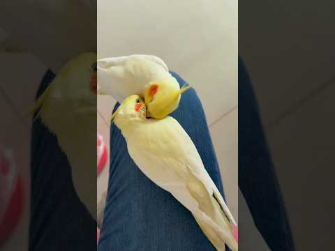 Too Cute to Handle!#Cockatiels #CuteBirds