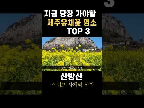 [제주여행]지금 당장 가야할 제주유채꽃명소 TOP3 엉덩물계곡 산방산 카페루시아 #jejuisland #제주유채꽃 #jeju #seogwipo  #shorts