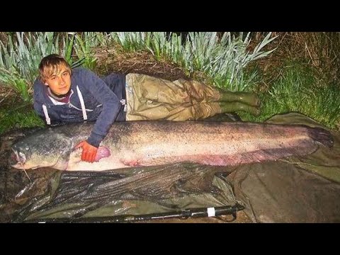 catching big fish | Catching Big fishes by Big Hook | fishing by hook in river