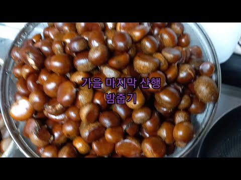 가을 마지막 산행 밤줍기