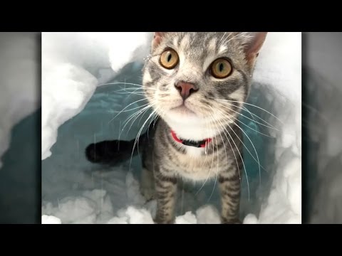 Cat builds an Igloo after Blizzard