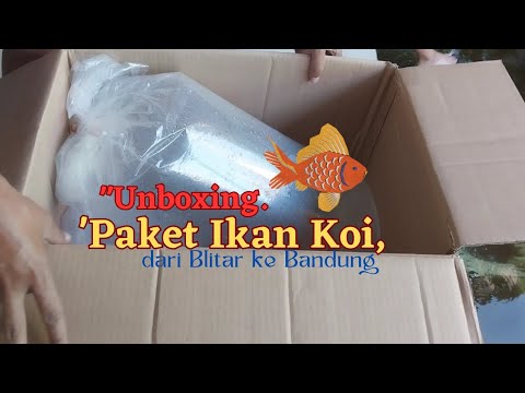 Unboxing Paket Ikan Koi dari Blitar Jawa Timur | WK33 TV