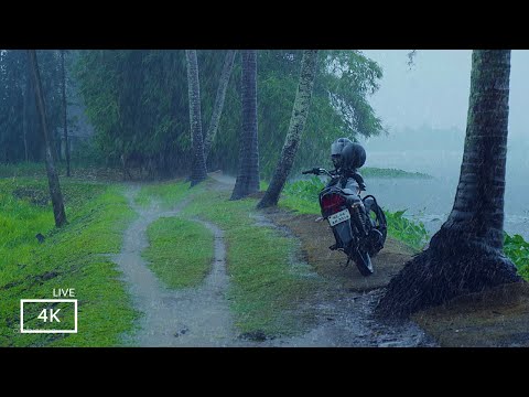 Heavy Rain Falling on a Village Path | Relaxing Monsoon Rain Sounds for Deep Sleep and Meditation