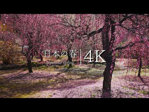 Paradise of Plums: Visiting Kinoshita's Weeping Plum Garden - A Couple's Labor of Love - JAPAN in 4K