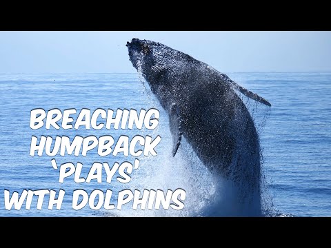 Breaching Humpback Whale 'Plays' With Dolphins | Dana Point, CA 🐳🐬