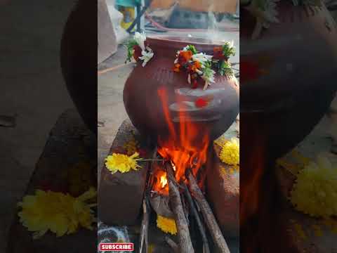 Pongal Festival #pongal #tamilnadu #viral