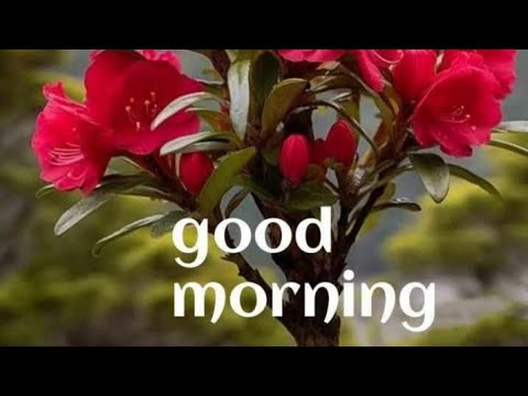 Ep-33//Good morning wishes with Beautiful images//videostatus.subscribe @smilingthulasi3686 thulas