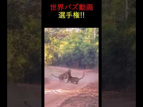 世界で大バズり！動物たちの面白すぎる瞬間動画　#動物おもしろ動画　#バズり動画　　#ハプニング　#癒し系動物 　#ViralAnimals#CuteAnimalMoments　#shorts