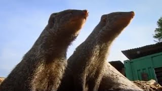 There's Something in the Bushes | Banded Brothers | BBC Earth