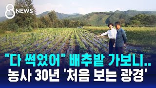 "다 썩었어" 배추밭 가보니…농사 30년 '처음 보는 광경' / SBS 8뉴스