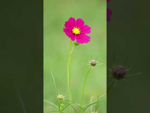 Japanese Flowers Cosmos #japan #shorts #flowers #walkingtour