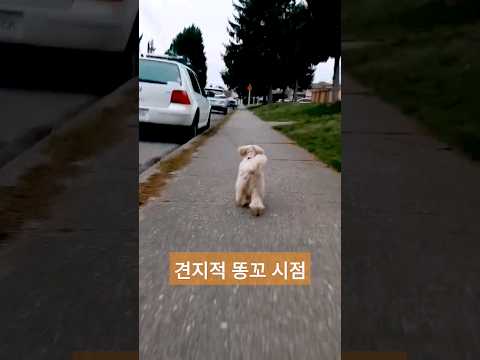 견지적 똥꼬 시점 #shorts #댕댕이 #반려견 #말티푸