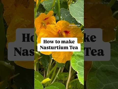 #flowertea #nasturtiumtea #nasturtium #naturesmedicine #naturalantibiotic #nasturtiumflowers #heal