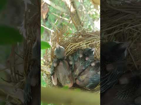 bulbul chicks 🐣🐣 #nature #wildbird#bulbul