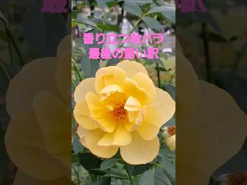 香り立つ秋バラから最後の言い訳(徳永英明)2024 靭公園バラ薗 #music #flowers #song #徳永英明 #rose #秋バラ #autumn #靭公園バラ園 #osaka  #癒し