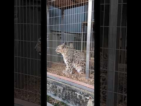 🐆ユキヒョウ❗(*゜Q゜*)