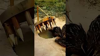 how to make a bird trap ] #shorts #youtubeshorts #birdstrap