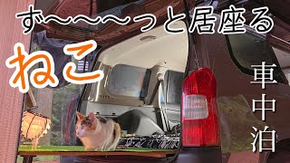 人に慣れすぎた三毛猫！夏の車中泊ソロキャンプ！【野良猫】