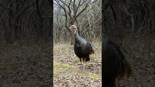 Wild turkeys love these little red berries