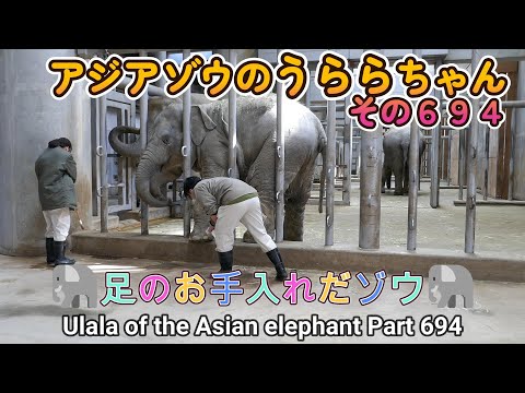 アジアゾウのうららちゃん（６９４）🐘足のお手入れだゾウ🐘（東山動植物園）Ulala of the Asian elephant Part 694