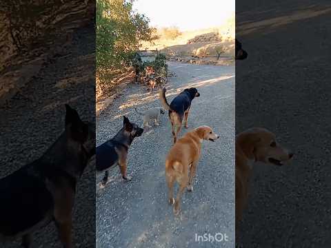 Billy meeting his brothers.How cute #puppy #dogs #petlovers #cachorro #puppies #cute #cuteanimals