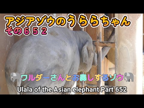 アジアゾウのうららちゃん（６５２）🐘ワルダーさんとお鼻しするゾウ🐘（東山動植物園）Ulala of the Asian elephant Part 652