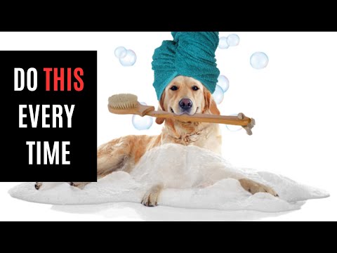 What Your Pet Secretly WANTS in a Home Spa Day