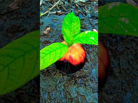 How to propagate palm tree from fruit #shorts #viral #grow