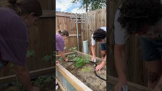 Honestly rly impressed!🌿 #raisedbeds #garden #urbanfarming #raisedgarden #homegardening #slowliving