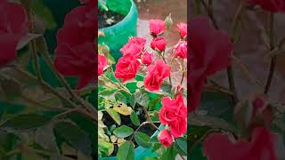 red button rose 🌹 update #shorts #shortvideo #trending #short #rosefertilizer #gardenideastamil