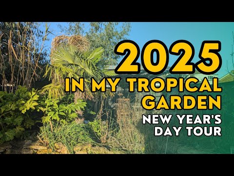 Plans for my tropical style garden in 2025