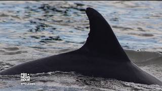 This graveyard gives scientists insight into lives of stranded dolphins