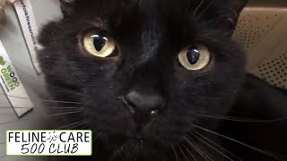 Feline Care 500 Club Draw June 2020