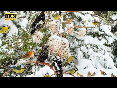 Cat TV BIRDS for Cats to Watch😻🕊️ Tree of Silly Birds ❄️❄️❄️10 hours 4K (HDR)