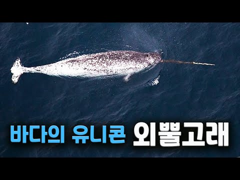 Narwhal, a unicorn living in the sea