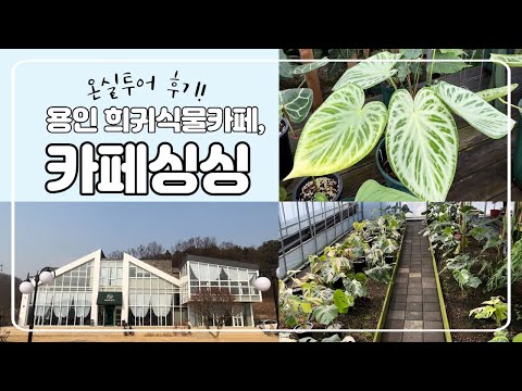 Reviews of Rare Plant Cafe,  'singsing' Greenhouse Tour! (Albo Monstera, Anthurium, etc.)