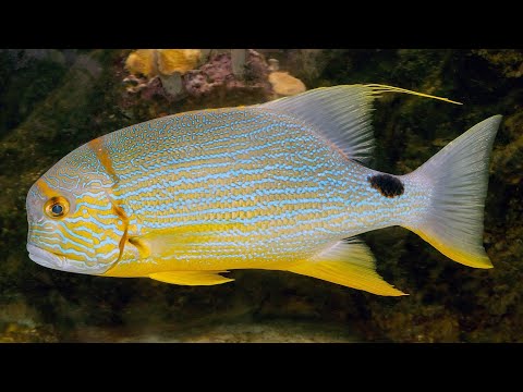 Facts: The Sailfin Snapper