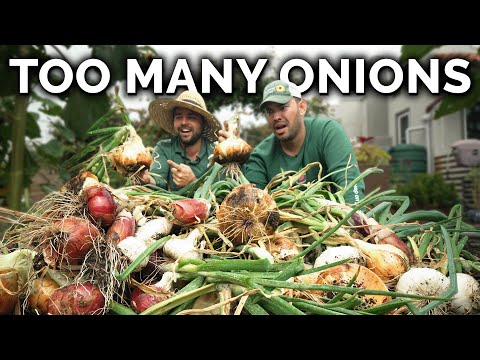 We've NEVER Grown Onions This Big...