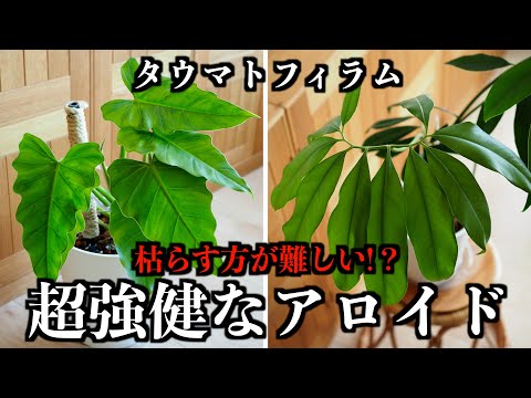 【観葉植物】枯らすのが難しいアロイド【タウマトフィラムの植え替え】