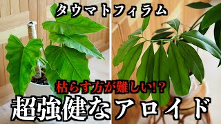 【観葉植物】枯らすのが難しいアロイド【タウマトフィラムの植え替え】