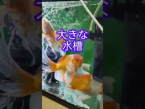 [金魚]　和金達　１番大きな子は28センチ　これ以上大きくならないで😝