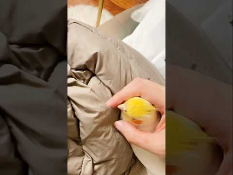 Adorable Cockatiel Jerry's Cute Peekaboo Playtime #cutepets #birdscharm #cockatielscraze