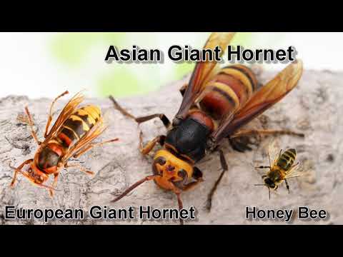 Honey Bees Attack Giant Hornet